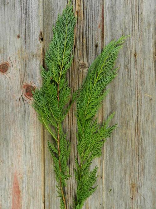 LEYLAND CEDAR CHRISTMAS GREENS